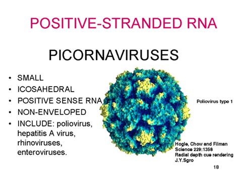 picornavirus in humans